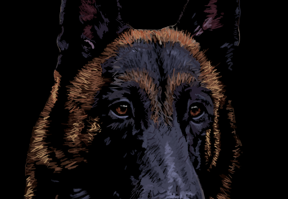 Belgian Malinois portrait T