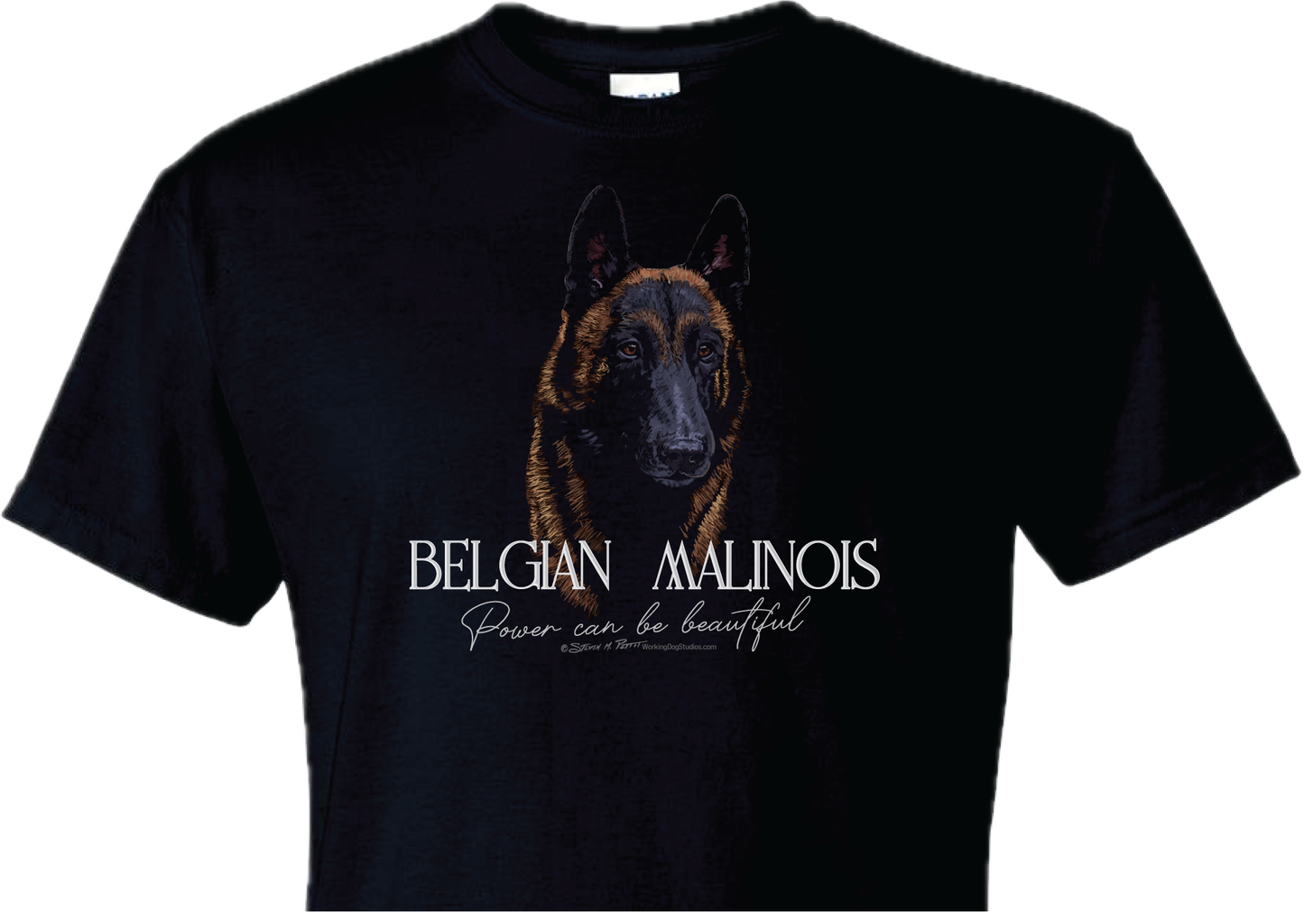 Belgian Malinois portrait T